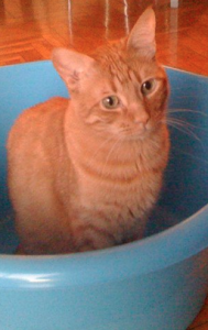 Captura de pantalla 2013-02-20 a la(s) 20.49.46