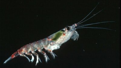 Krill antártico: un pequeño crustáceo, un aliado para la salud