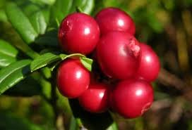 Arándanos rojos contra la cistitis y otras infecciones