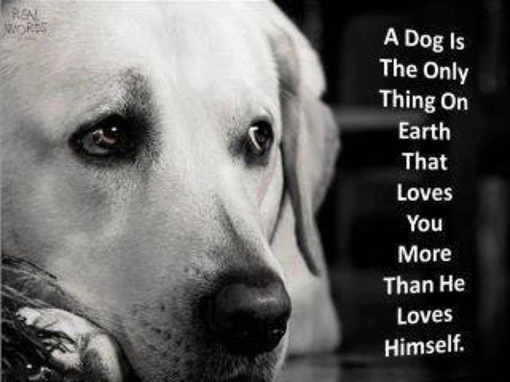 Regala sin comprar: adopta un gato o un perro