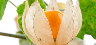 Ashwagandha para equilibrar el organismo