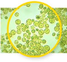 Algas para la salud: Chlorella, antioxidante y remineralizante