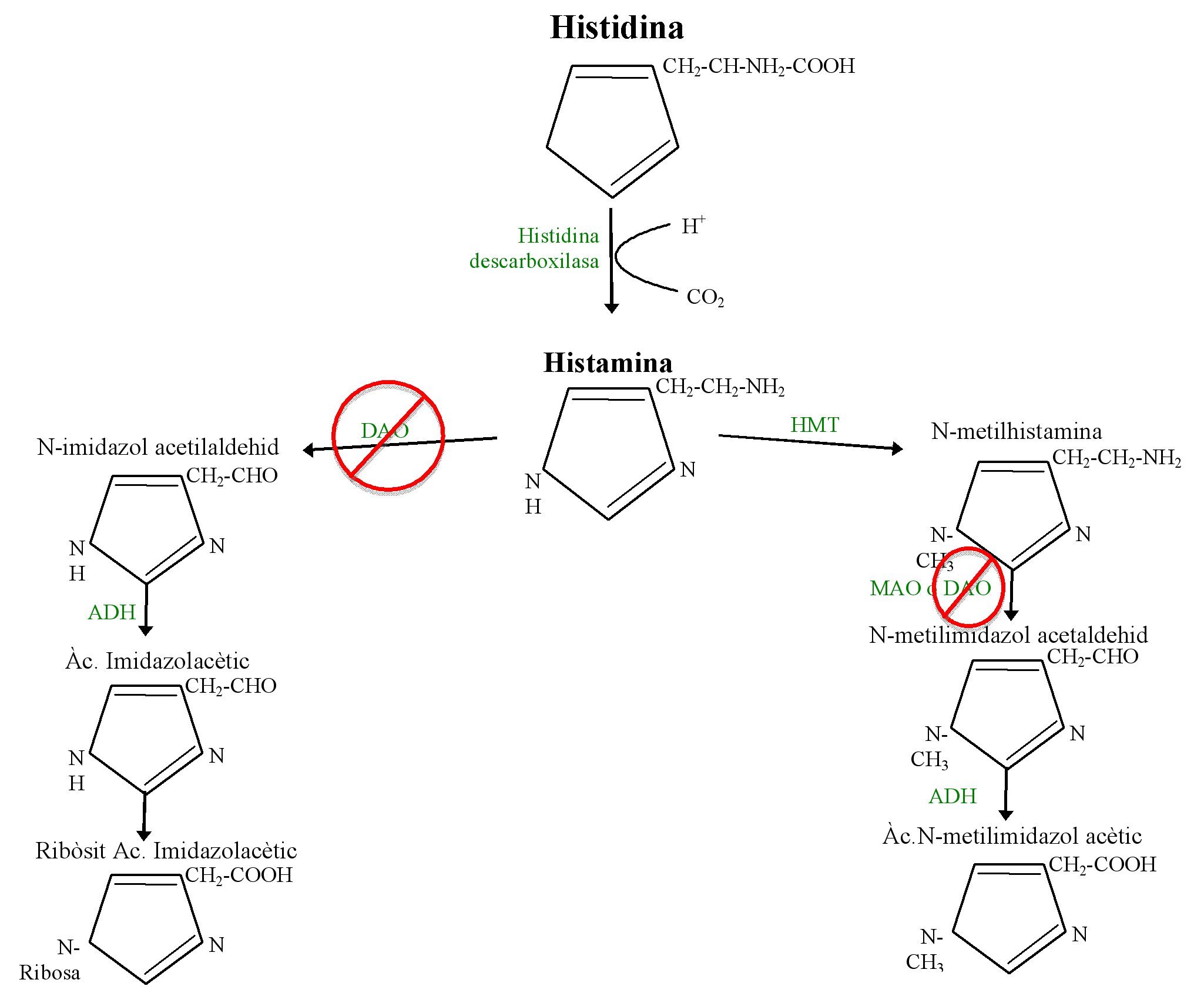 Histamina, exceso de alimentos y déficit de DAO