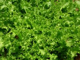 Ensalada de invierno: escarola con salsa de mostaza y miel