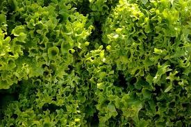 Ensalada de invierno: escarola con salsa de mostaza y miel