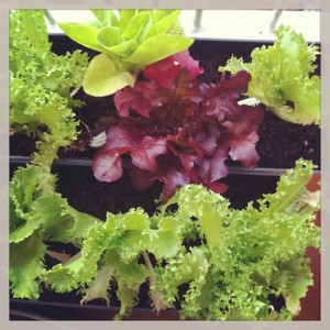 ¿A qué mis verduras han crecido mucho?