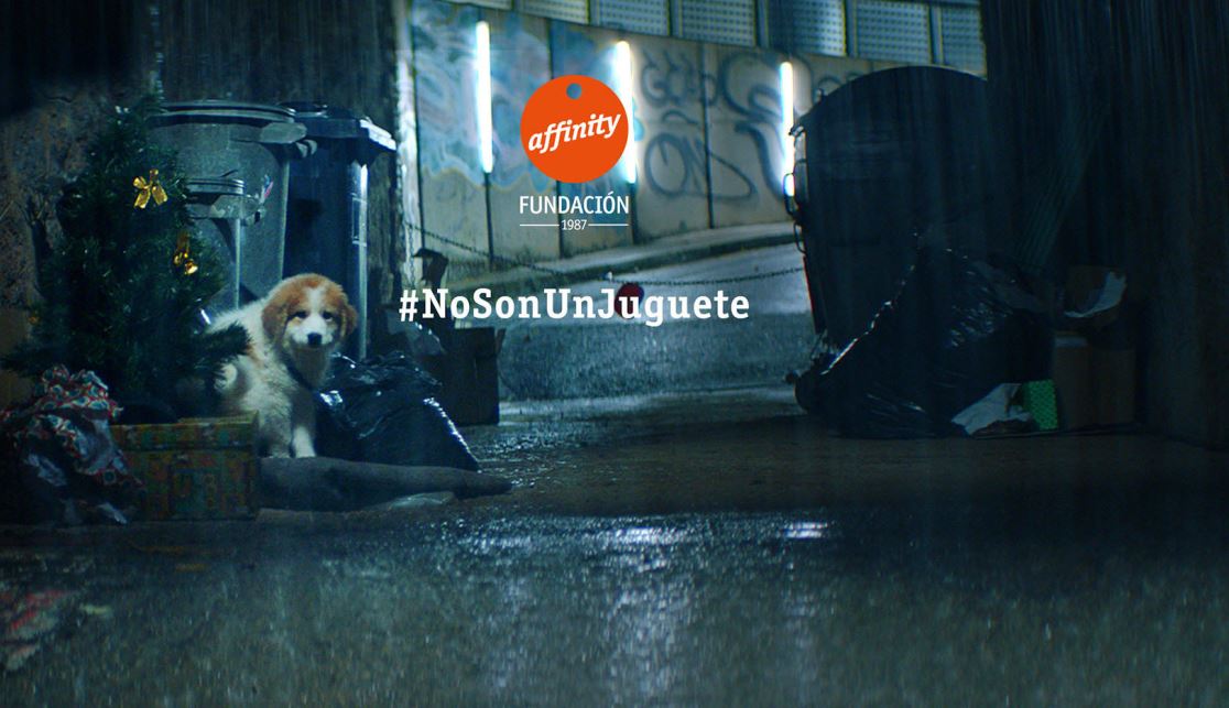 Los perros y los gatos NO SON UN JUGUETE