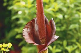 Fibra de konjac para adelgazar y para limpiar la piel