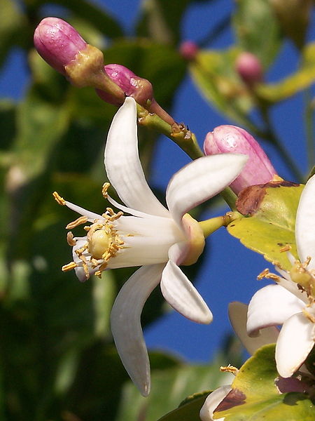 neroli 1