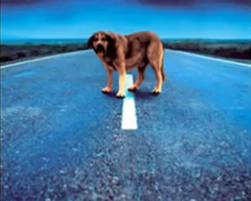 MONÓLOGO DE UN PERRO POR ANTONIO GALA