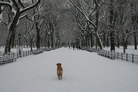 MONÓLOGO DE UN PERRO POR ANTONIO GALA