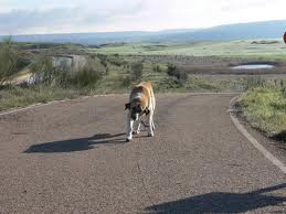 MONÓLOGO DE UN PERRO POR ANTONIO GALA