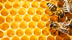 Própolis: un antibiótico natural para resfriados o gripes 2 propolis3