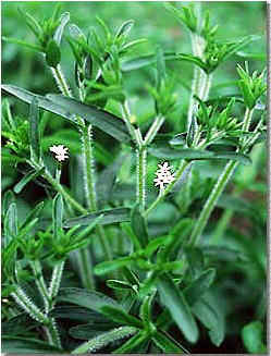 Estevia o Stevia, la planta más dulce con menos calorías