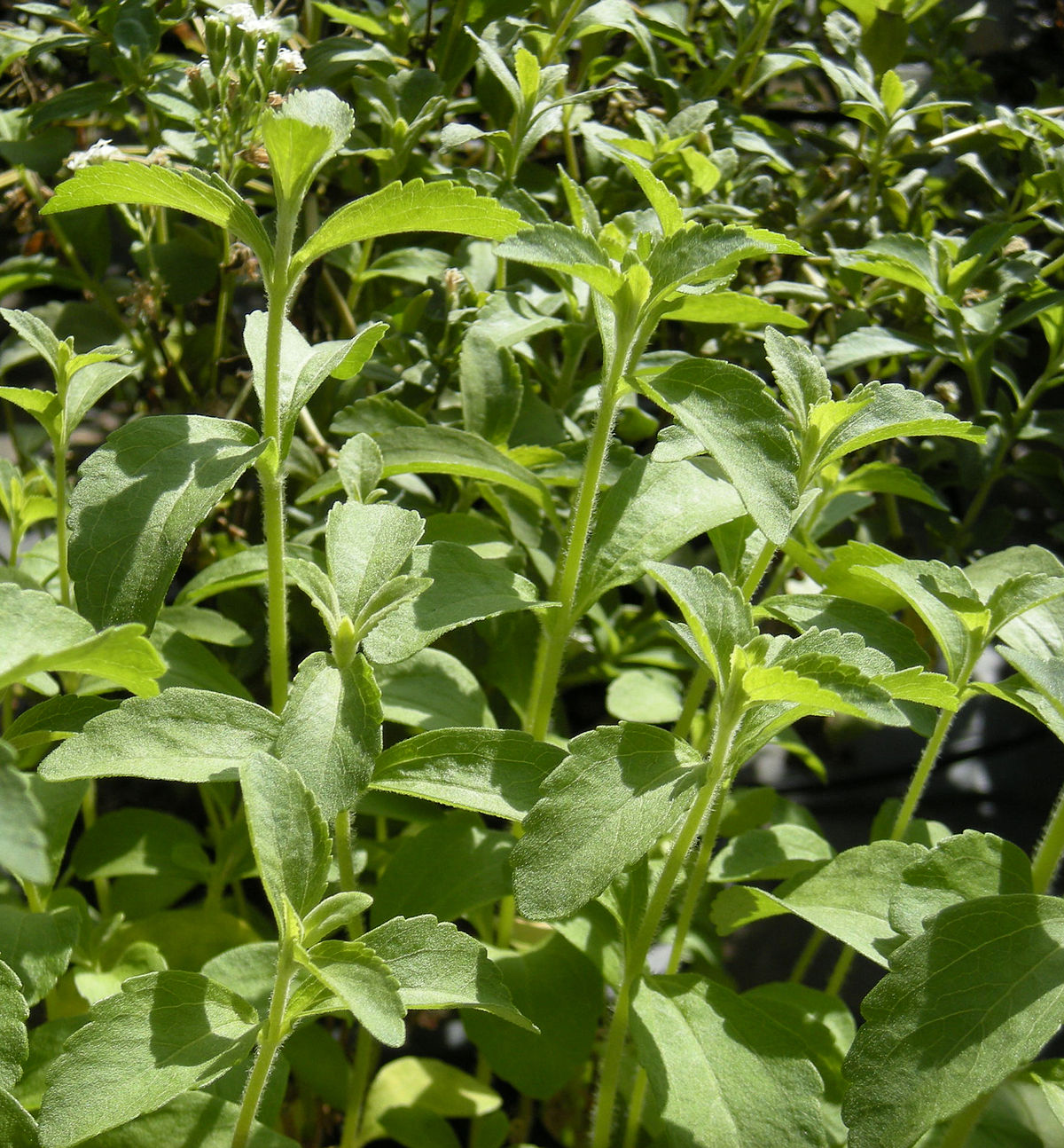 Todo sobre la Stevia, la planta dulce