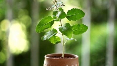 12 beneficios del té de Tulsi: Una de las hierbas más sagradas de la India